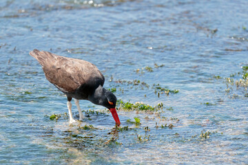 BLACKISH OYSTERCATCHER (Haematopus ater), beautiful specimen of black oystercatcher walking on the seashore looking for food. Ica - Peru