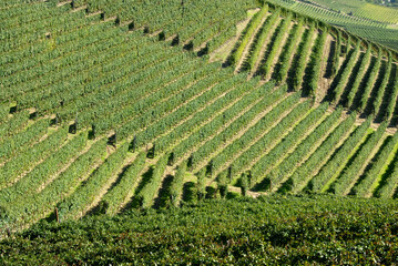 Fototapeta premium The vineyard is a plot of land dedicated to the monoculture of the vine. In the Langhe, the rows of vines draw beautiful drawings and geometries.