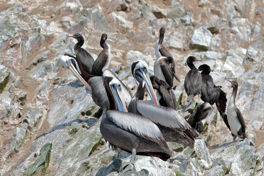 PERUVIAN PELICAN (Pelecanus thagus), pelicans perched on rocks in the Ballestas Islands, in Paracas. Lima - Peru