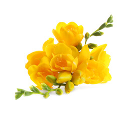 Beautiful yellow freesia flowers on white background