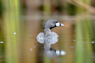 Pied-billed grebe (Podilymbus podiceps) registered swimming inside a wetland in freedom and lonely. Lima - Peru