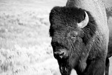Black and White Bison Close Up © Kelly