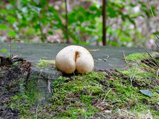 Bovist auf einem alten Baumstamm hat viel Ähnlichkeit mit einem menschlichen Hinterteil