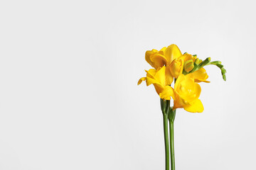 Beautiful blooming yellow freesia on light background. Space for text