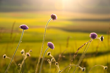 Beautiful wild flowers in sunlight in summer