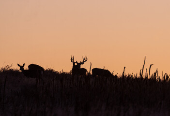 Mule Deer Silhouetted at Sunrsie During the Fall Rut