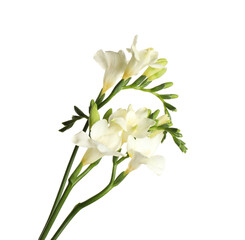 Beautiful blooming freesia flowers isolated on white