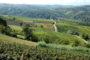 Fototapeta na wymiar The vineyard is a plot of land dedicated to the monoculture of the vine. In the Langhe, the rows of vines draw beautiful drawings and geometries.