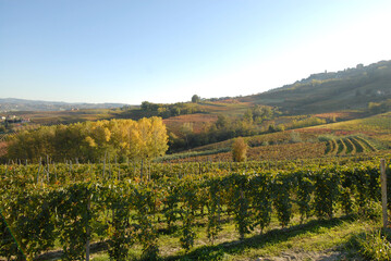 Fototapeta na wymiar The Langhe of Piedmont is a show of hills, vineyards, farms, castles. In autumn the snow-capped Alps become cornices.