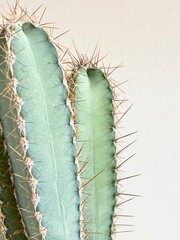 cactus isolated on white