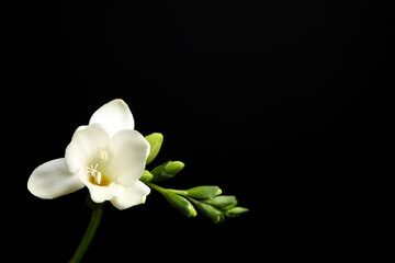 Fototapeta na wymiar Beautiful white freesia flowers on black background. Space for text
