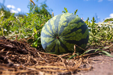 The watermelon lies on the ground.