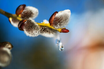 Blossoming willow catkins with icicle. © slunicko24
