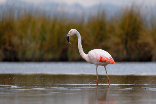 Chilean flamingo (Phoenicopterus chilensis) perched on feeding lake