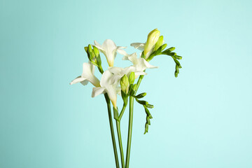 Fototapeta premium Beautiful freesia flowers on light blue background