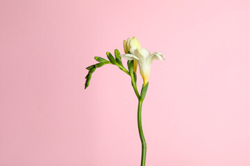 Beautiful freesia flowers on light pink background - obrazy, fototapety, plakaty