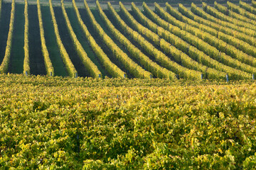 The vineyard is a plot of land dedicated to the monoculture of the vine. In the Langhe, the rows of...