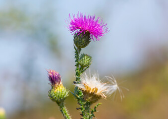 
thistle spiny wildflower close up