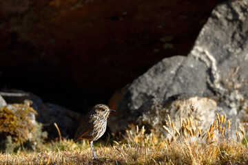 Stripe-headed antpitta (Grallaria andicolus) perched on the lawn in its natural environment.