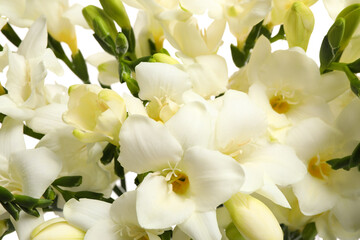 Fototapeta na wymiar Closeup view of beautiful white freesia flowers