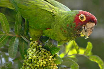 Red-masked parakeet (Psittacara erythrogenys), individual perched on the branches while feeding