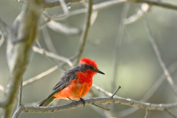 Vermilion flycatcher (Pyrocephalus rubinus) male perched still on branches