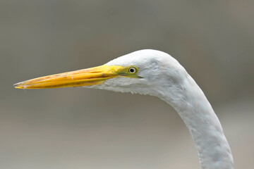Great egret (Ardea alba), detail of the head of beautiful specimen in freedom