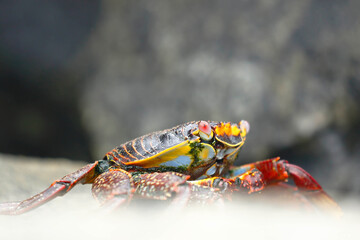 Sally Lightfoot Crab or Rock Crab (Grapsus grapsus) searching for food among the rocks where the waves hit.