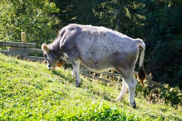 Grauvieh beim grasen
