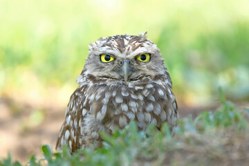 Burrowing owl (Athene cunicularia), detail of the head of beautiful specimen in freedom