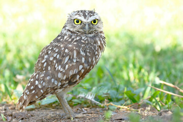 Burrowing owl (Athene cunicularia), detail of the head of beautiful specimen in freedom