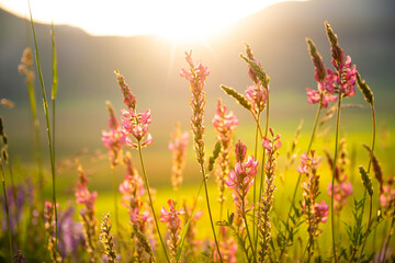 Beautiful wild flowers in sunlight in summer
