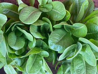 Lechuga verde en el huerto