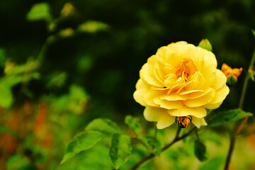 Yellow rose, womans day