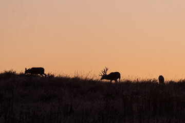 Mule Deer Silhouetted at Sunrsie During the Fall Rut