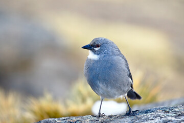 White-winged Diuca Finch (Diuca speculifera) taken in freedom