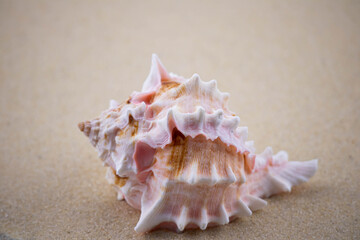 On the white sand lies a pink seashell of an unusual shape. Macro photography of a marine theme. The beach is somewhere near the sea or ocean. Sunny day. Vacation or weekend.