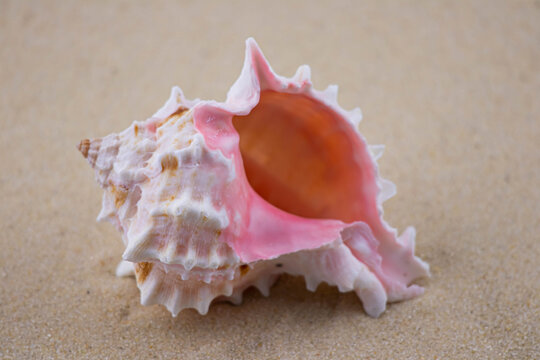 On the white sand lies a pink seashell of an unusual shape. Macro photography of a marine theme. The beach is somewhere near the sea or ocean. Sunny day. Vacation or weekend.