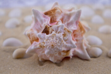 On the white sand lies a pink seashell of an unusual shape. Macro photography of a marine theme. The beach is somewhere near the sea or ocean. Sunny day. Vacation or weekend.