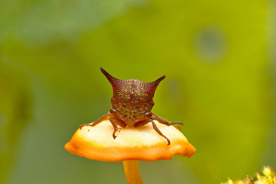 Membracidae perched on a mushroom
