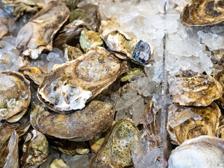 a tray of oysters on ice in a fish market stall