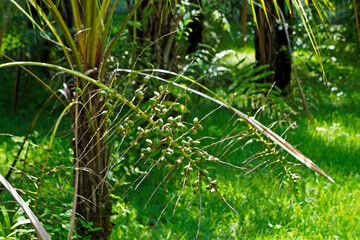 Palm tree fuits, Minas Gerais, Brazil