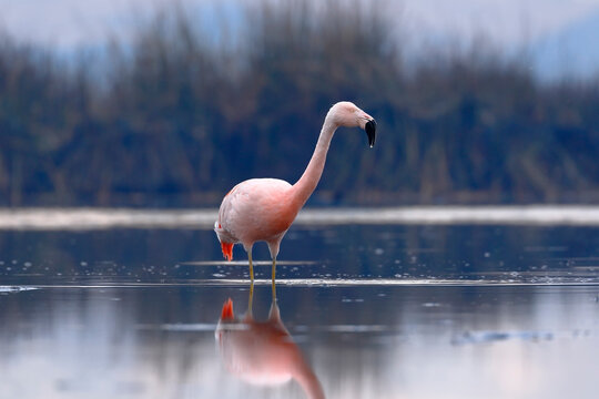 Chilean flamingo (Phoenicopterus chilensis) perched on feeding lake
