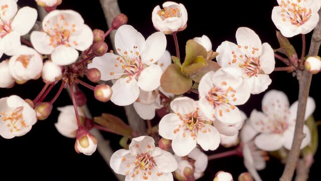 Pink Flowers Blossoms on the Branches Cherry Tree. Dark Background. Time Lapse. 4K.