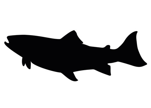 Big salmon fish. The salmon family. Vector image for fishing.