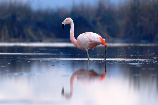 Chilean flamingo (Phoenicopterus chilensis) perched on feeding lake
