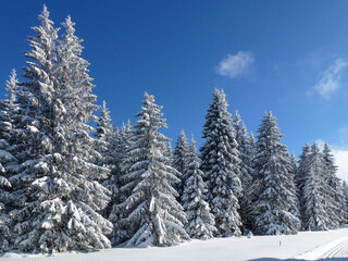 Winterwald frisch verschneit mit Langlaufloipe