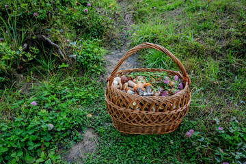 Fototapeta na wymiar Wicker basket full of mushrooms on green grass.