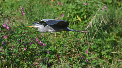 Airone cenerino in volo, in primo piano, nel prato
