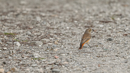 Codirosso comune, posato a terra, in cerca di cibo sulla strada, in settembre